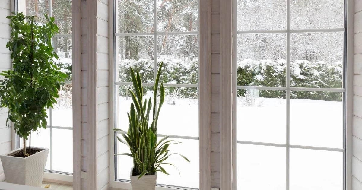 Tall windows with indoor plants and snowy trees outside